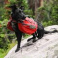 Photo "Can I take my 4-month-old puppy hiking?"