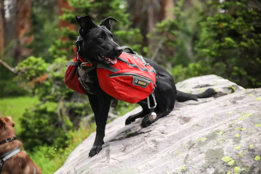 Photo "Can I take my 4-month-old puppy hiking?"