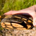 Photo "how to avoid snakes while hiking"