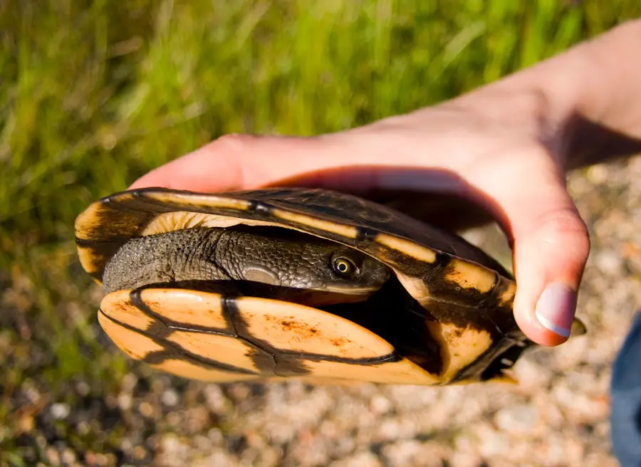 Photo "how to avoid snakes while hiking"