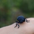 Photo "how to prevent tick bites while hiking"