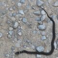Photo "What to do if you see a rattlesnake while hiking"