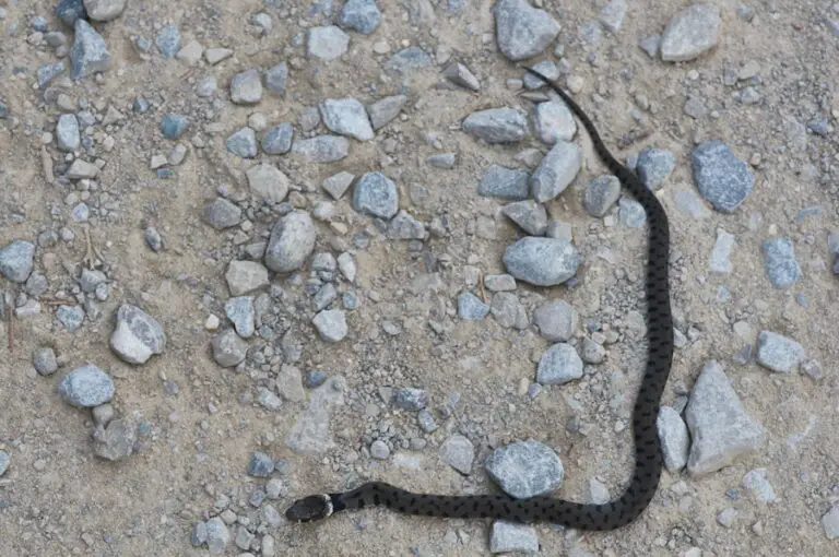 Photo "What to do if you see a rattlesnake while hiking"