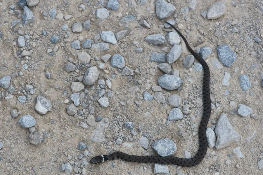 Photo "What to do if you see a rattlesnake while hiking"