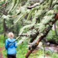 Photo "how to use hiking sticks"