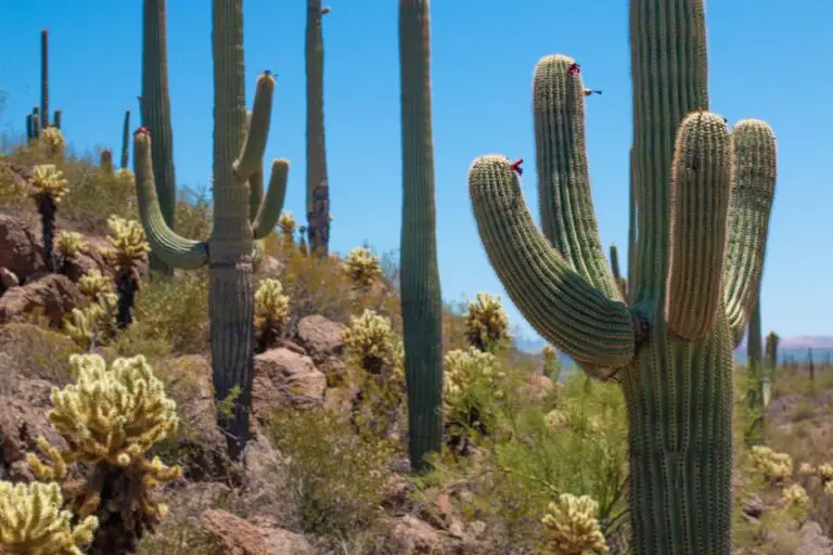 Photo "What are the best hiking trails in Saguaro National Park?"