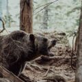 Photo "how to scare a bear away while hiking"
