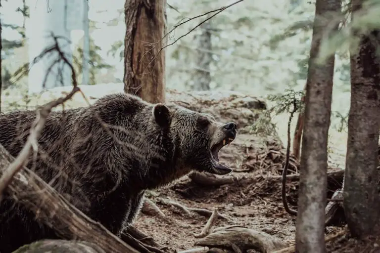 Photo "how to scare a bear away while hiking"