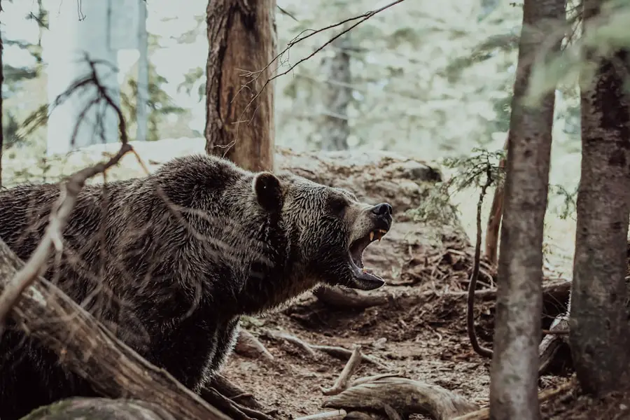 Photo "how to scare a bear away while hiking"