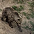 Photo "how to avoid bears while hiking"
