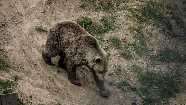 Photo "how to avoid bears while hiking"