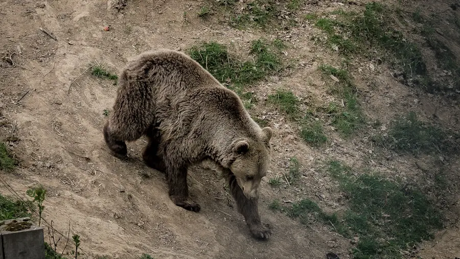 Photo "how to avoid bears while hiking"