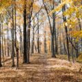 Photo Hiking trail