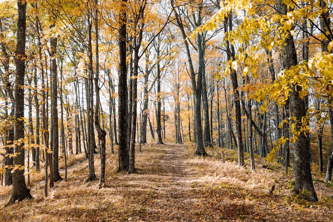 Photo Hiking trail