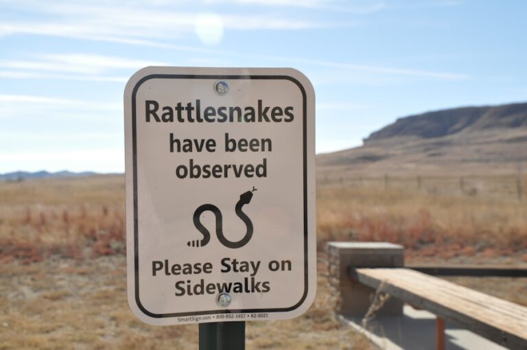 Photo What to do if bitten by a rattlesnake while hiking