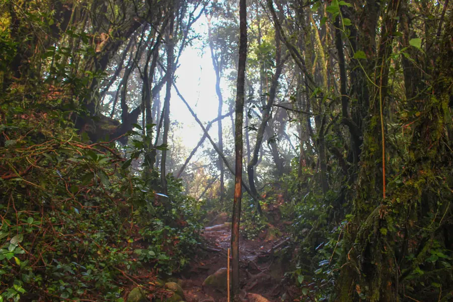 Photo "how to choose hiking poles"