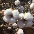 Photo "Cotton is bad for hiking because it retains moisture, dries slowly, and can lead to hypothermia in cold conditions"