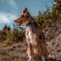 Photo "Do Shelties make good hiking dogs?"