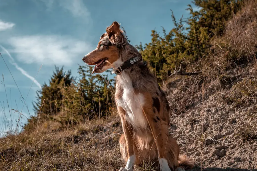 Photo "Do Shelties make good hiking dogs?"