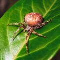 Photo "how to avoid ticks while hiking"