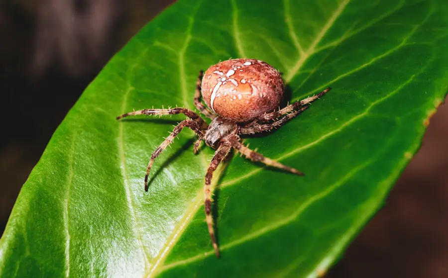 Photo "how to avoid ticks while hiking"