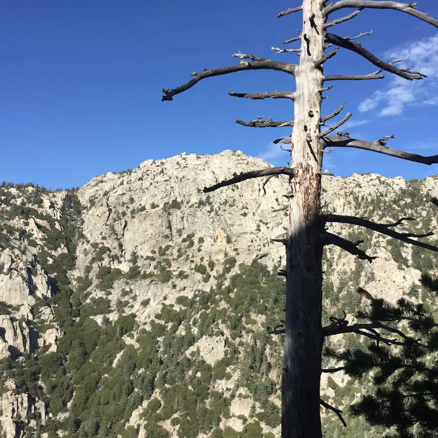 Photo What are hiking sticks for?