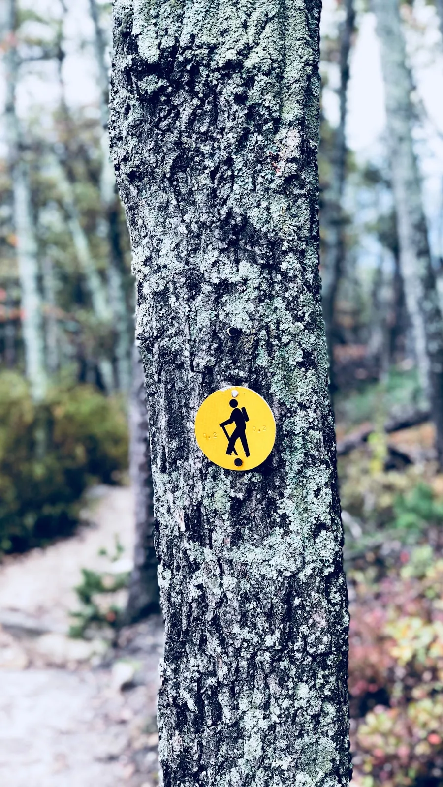Exploring the Great Outdoors: The Art of Hiking Yellow hiking trail marker attached to a tree beside a forest path