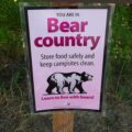 Photo What to do if you see a bear while hiking