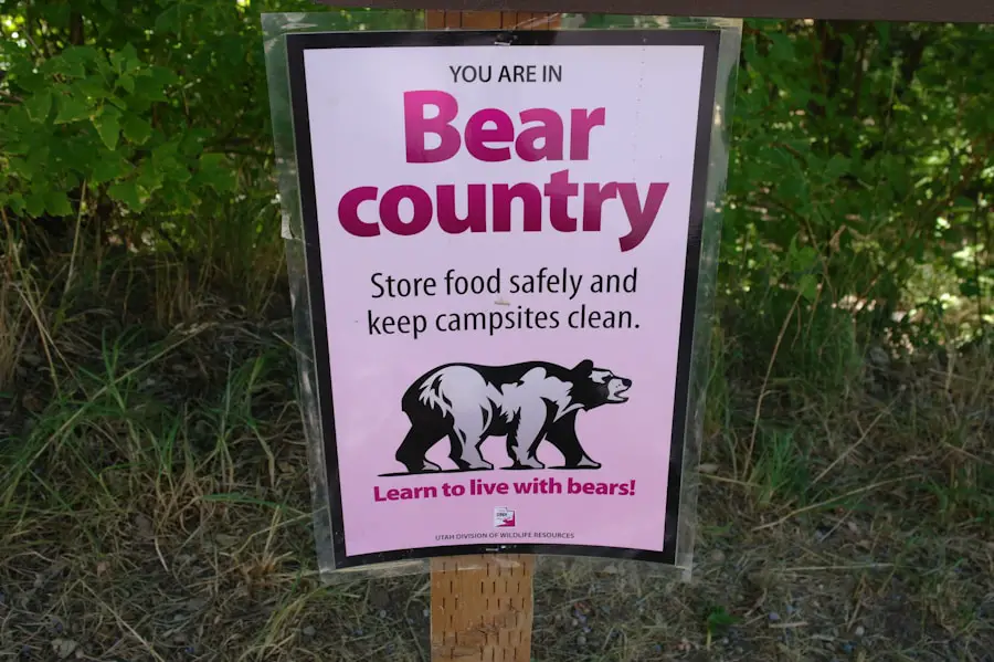Photo What to do if you see a bear while hiking