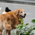Photo Pet carrier