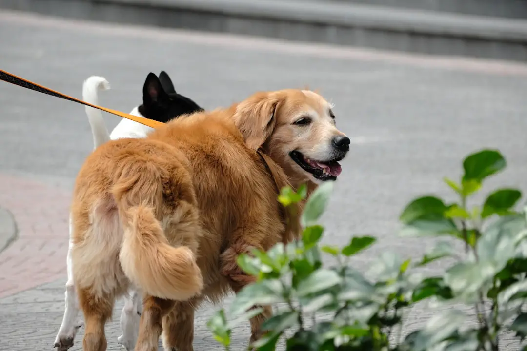 Photo Pet carrier