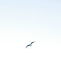 Photo Breeze Airways logo