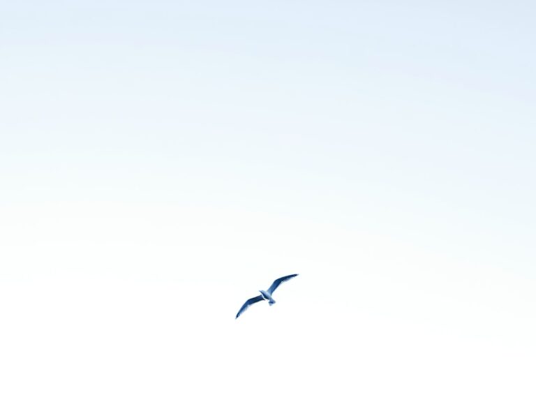 Photo Breeze Airways logo