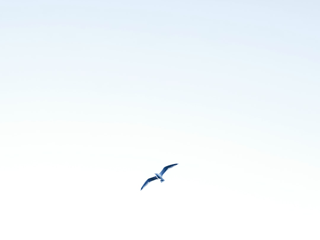 Photo Breeze Airways logo