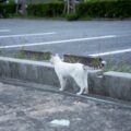 Photo Pet carrier