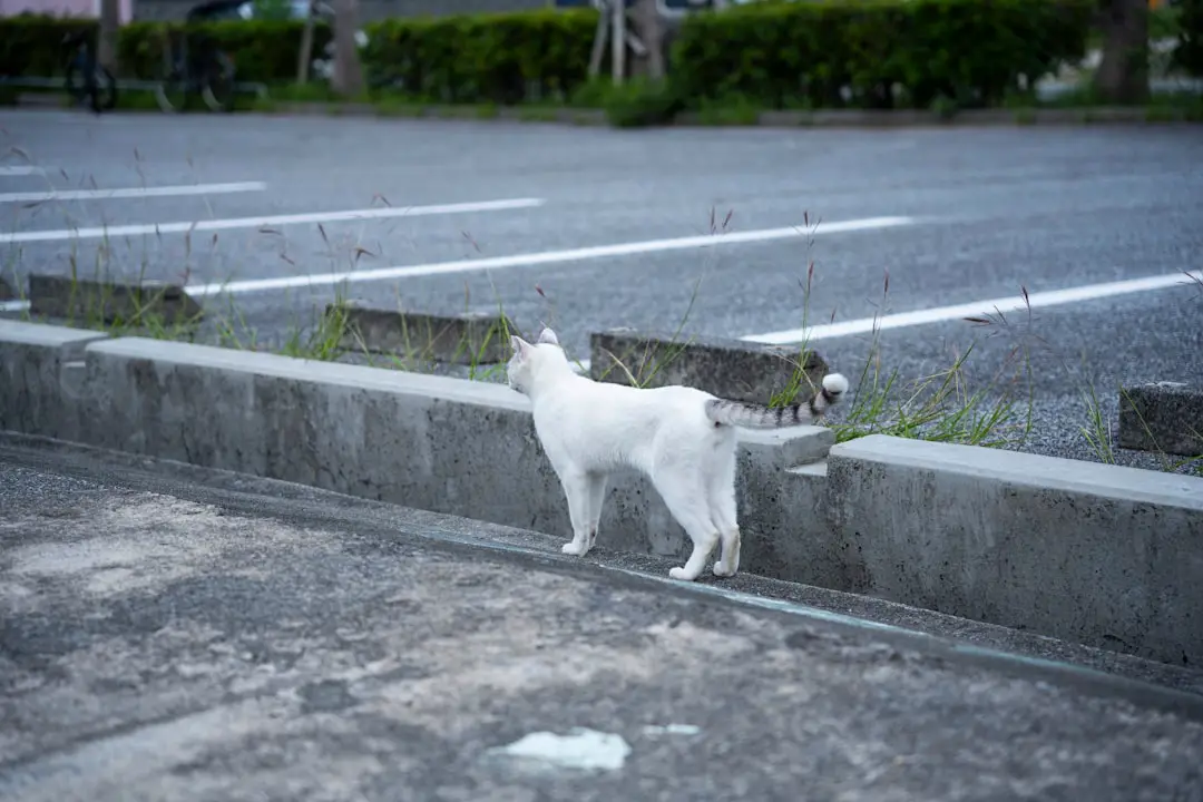 Photo Pet carrier