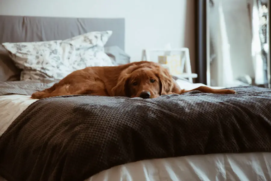 hotels, dogs