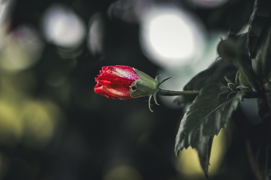 bereavement fares