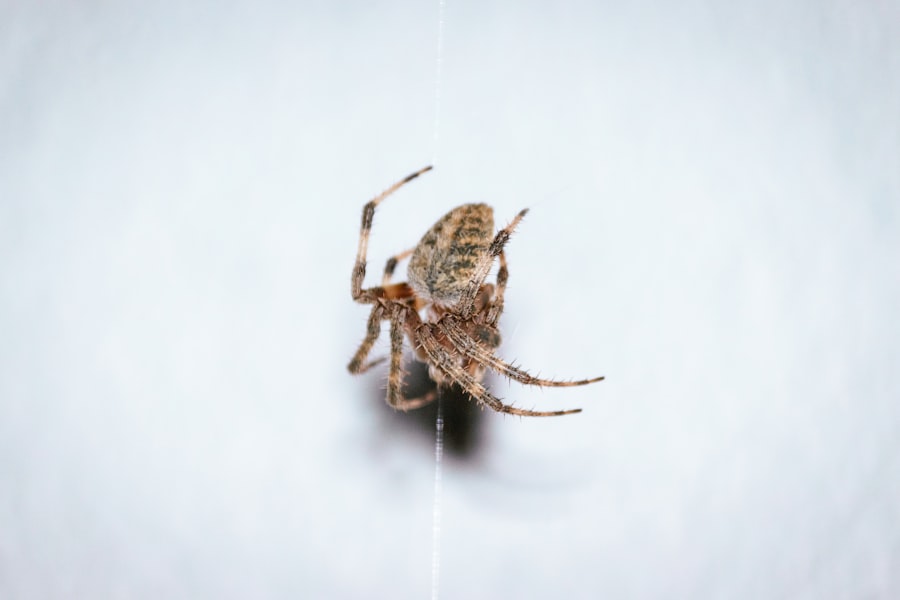check for bed bugs