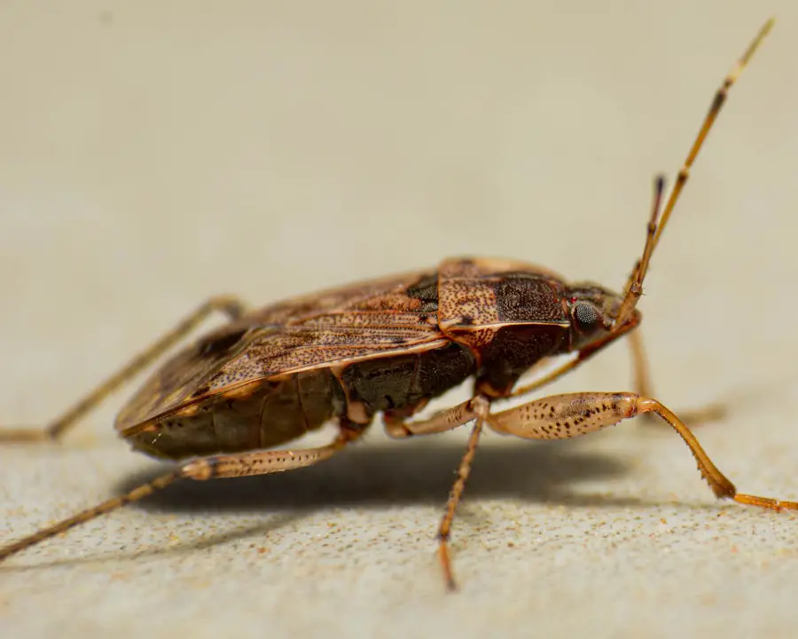bed bugs