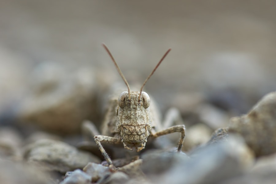 bed bugs