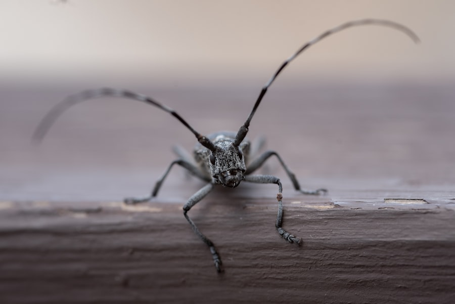 check for bed bugs