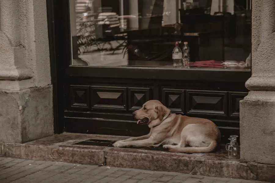 hotels accept dogs