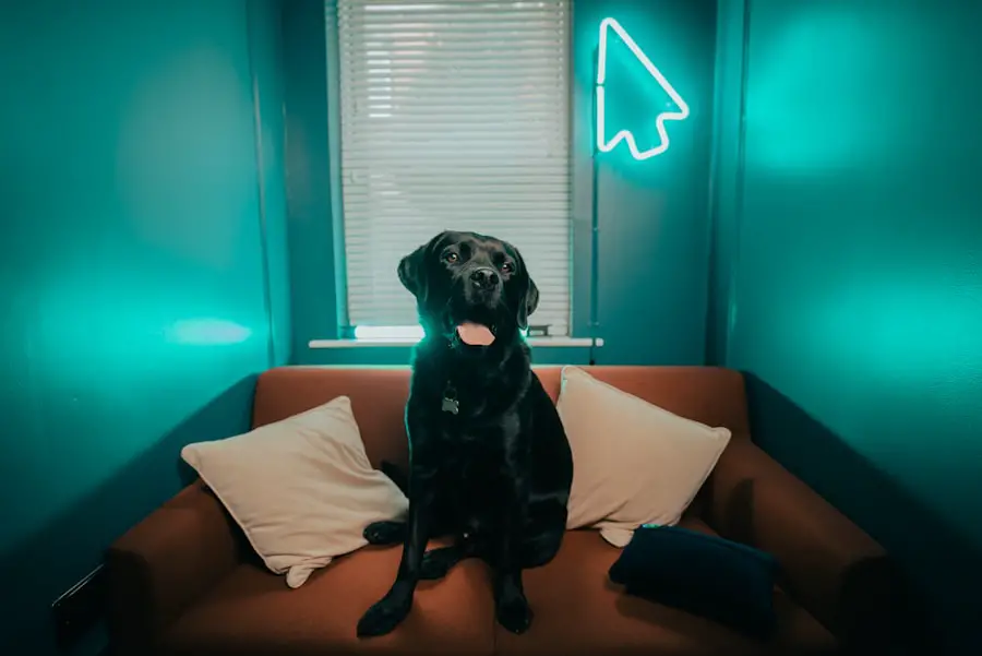 hotels, pets