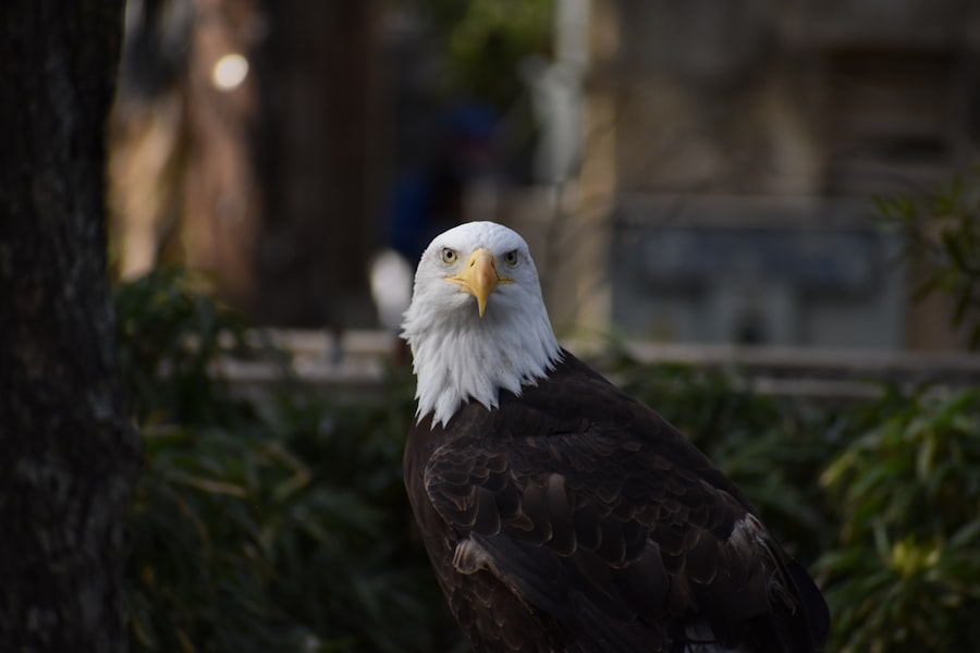 eagles hotel california