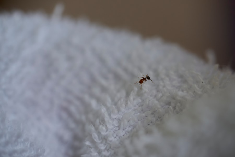hotel bed bugs