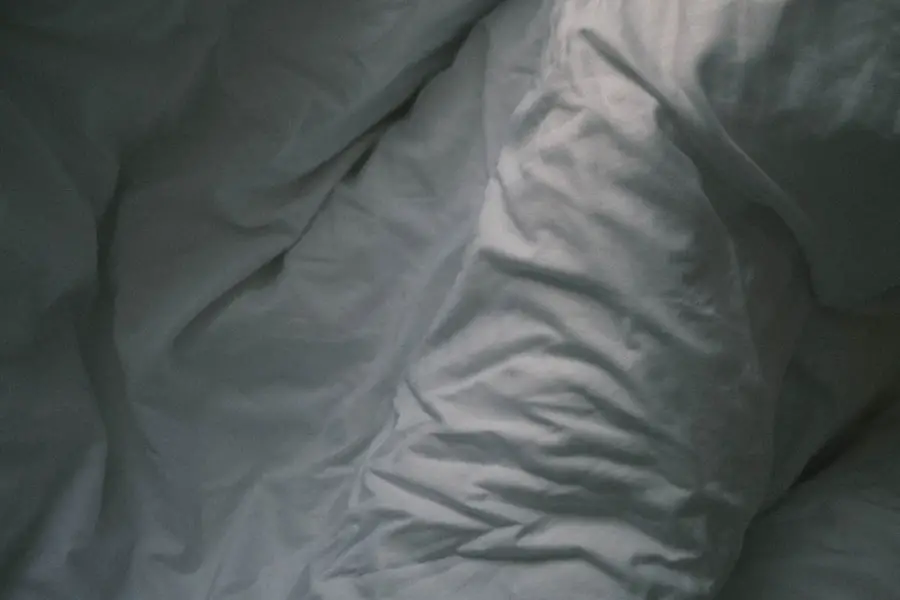 bed bugs