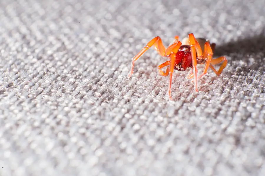 check for bedbugs