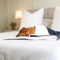 Photo hotels, pets