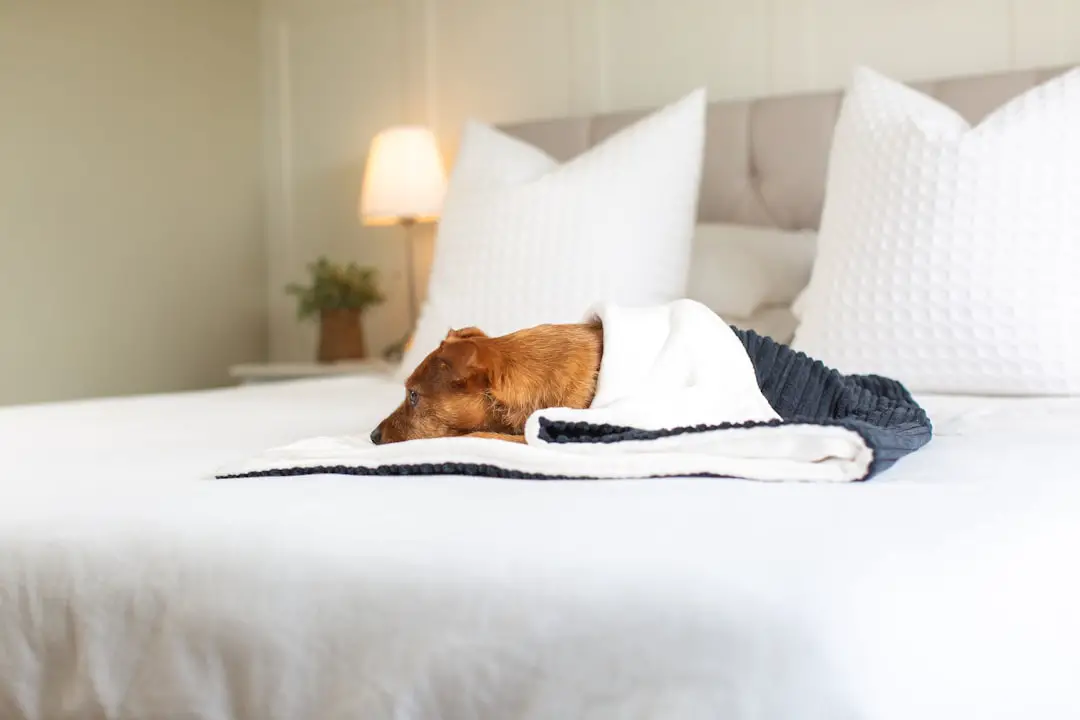 Photo hotels, pets